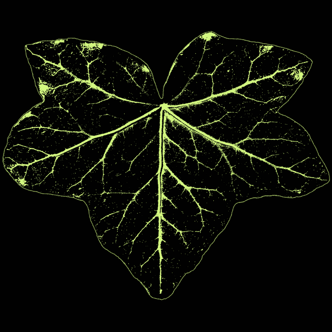 Hedera Leaf